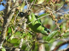 Psilopogon duvaucelii