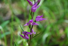 Cephalanthera rubra