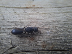 Cephalotes