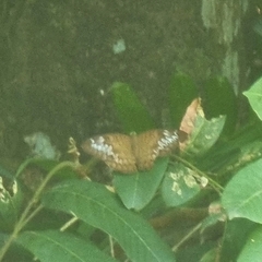 Tanaecia pelea
