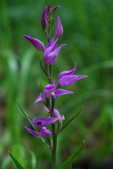 Cephalanthera rubra