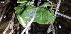 Hyla immaculata