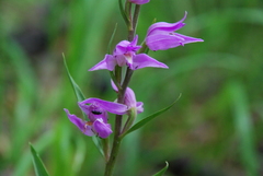 Cephalanthera rubra