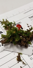 Hygrocybe mucronella