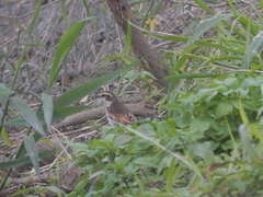 Turdus eunomus