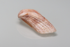 Lamarcka imbricata