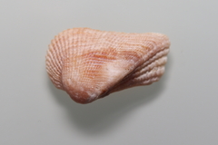 Lamarcka imbricata