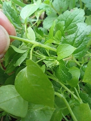 Stellaria media