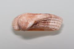 Lamarcka imbricata