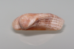 Lamarcka imbricata