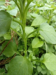 Stellaria media