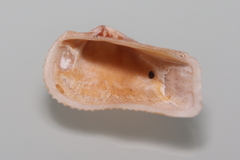 Lamarcka imbricata