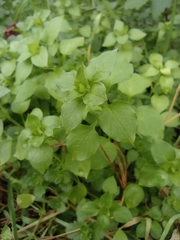 Stellaria media