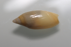 Mollusca