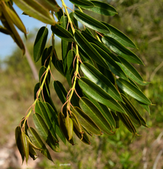 Agarista eucalyptoides