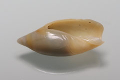Mollusca
