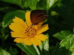 Luthrodes pandava