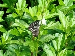 Ideopsis vulgaris