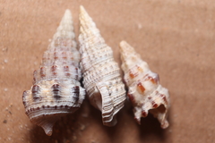 Cerithium atratum