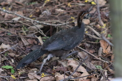 Penelope superciliaris