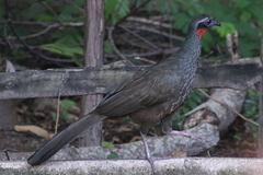 Penelope superciliaris