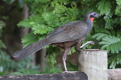 Penelope superciliaris