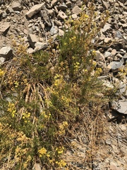 Calceolaria segethii