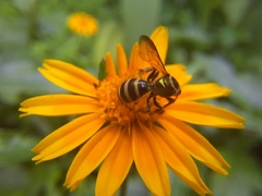 Neocorynura