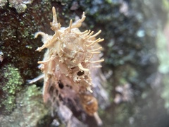 Akanthomyces aculeatus