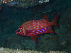 Sargocentron tiere