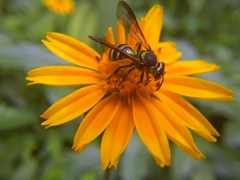 Neocorynura