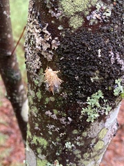 Akanthomyces aculeatus