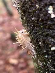 Akanthomyces aculeatus