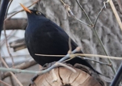 Turdus merula