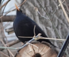 Turdus merula