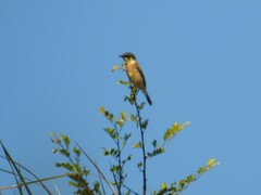 Saxicola stejnegeri