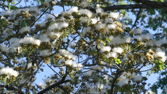 Pseudosamanea guachapele