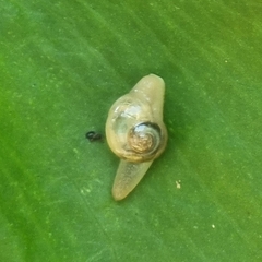 Helicarion perfragilis