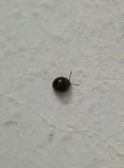 Coleoptera