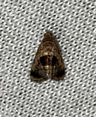 Tripudia rectangula