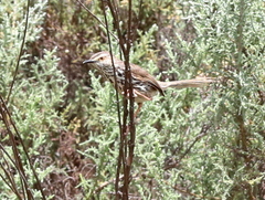 Prinia maculosa