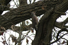 Colaptes auratus