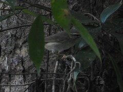 Phylloscopus borealis