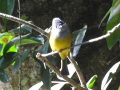 Culicicapa ceylonensis