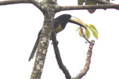 Pteroglossus aracari