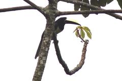 Pteroglossus aracari
