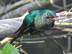 Chrysococcyx maculatus