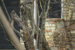 Colaptes auratus
