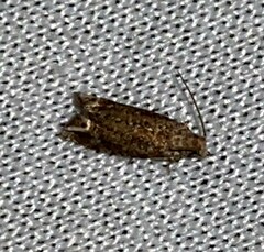 Epiblema abruptana