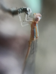 Aciagrion pallidum